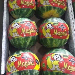mini-melancia-magali-1498144810.jpg